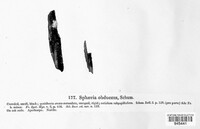 Praetumpfia obducens image